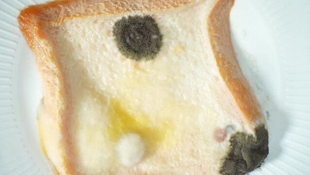 Witness a vivid tableau of decay as mold and fungus consume bread, a symphony of colors - black, white, yellow, and green - mark the crescendo of spoilage in this close-up view. Mold background.
