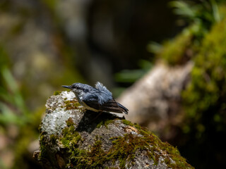 森の中で水浴びの後に枯れ木に上がってきて乾かしているゴジュウカラ