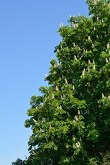 Common horse chestnut branches with flowers