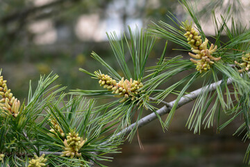 Chinese white pine branch with flowers