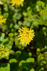 Orange Stonecrop Weihenstephaner Gold flower