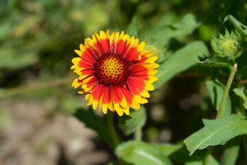 Great blanket flower flower