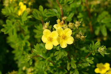 Shrubby Cinquefoil flowers