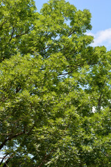 Common ash tree