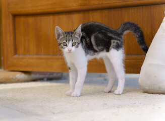 small cat looking at the camera in attack posture at the door of his house