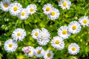 Fototapeta premium White small daisies blooming on grass background 