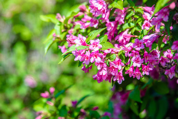 pink weigela blooms in the Botanical