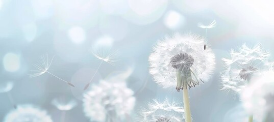 Primer plano de diente de le&oacute;n