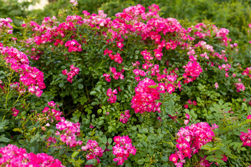 Beautiful closeup photo of a lots of small pink flowers, flowers heads on garden nature background. Gift card. Idyllic park with roses