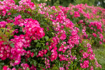 Beautiful closeup photo of a lots of small pink flowers, flowers heads on garden nature background. Gift card. Idyllic park with roses