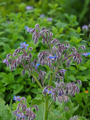 Gurkenkraut mit Knospen und Bl&uuml;ten im Kr&auml;utergarten (Boretsch)
