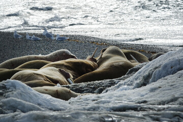 Fototapeta premium Norway. The landscapes of Svalbard in Springtime