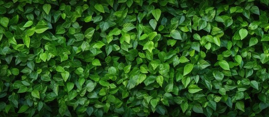 Obraz premium A natural wall made of green leaves acts as a backdrop adding texture to the image s copy space