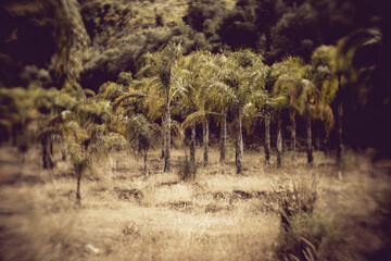 conjunto de palmera en una plantación