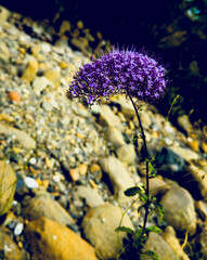 flor en primer plano con desenfoque en el fondo. Artístico