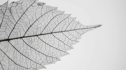 Obraz premium A monochrome image of a leaf shadow on a pristine white paper, appearing as if excised from its source leaf