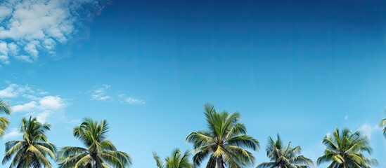 Fototapeta premium A beautiful scene of tropical trees standing tall under a clear blue sky creating a perfect copy space image