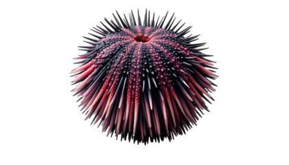 Sea urchin isolated on transparent or white background