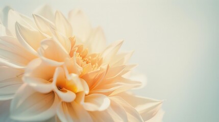 Obraz premium A close up of a white flower with a yellow center