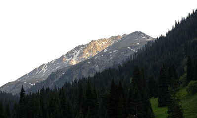 mountains and pine forest with transparent background