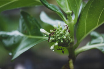 Ants on a bud