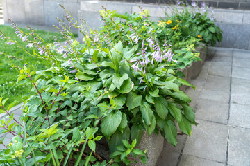 Hosta Flowers and Leaves Macro, Wet Hostas Leaf Nature Pattern, Funkia, Big Daddy Leaves, Plantain Lilies,