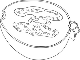 Feijoa sellowiana, pineapple guava, guavasteen line hand drawn vector illustration. Tropical fruit coloring pages.