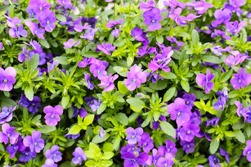 Beautiful pansy flowers in the garden