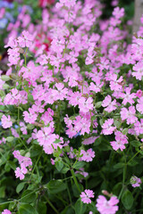 Silene pendula pink flower in the garden