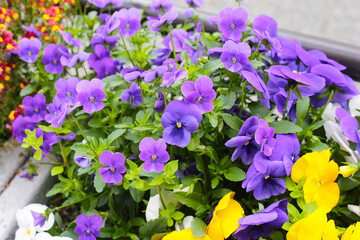 Beautiful pansy flowers in the garden