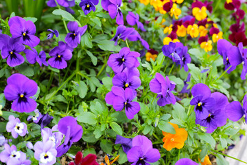 Beautiful pansy flowers in the garden
