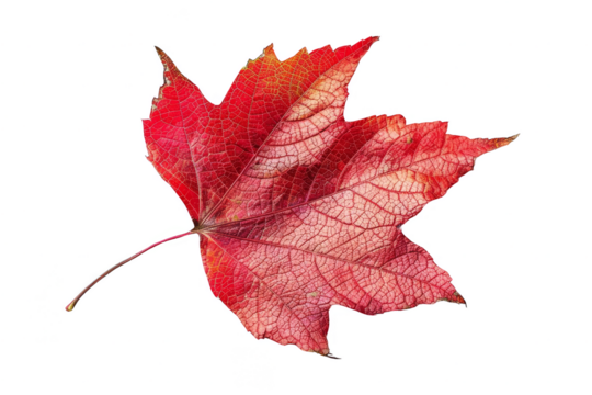 Vibrant red maple leaf isolated on white background, showcasing detailed textures and colors of autumn foliage.