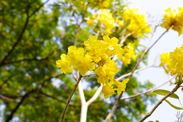 Silver trumpet tree, Tree of gold, Paraguayan silver trumpet tree