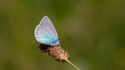 little blue butterfly on plant, Pontic Blue, Polyommatus coelestinus