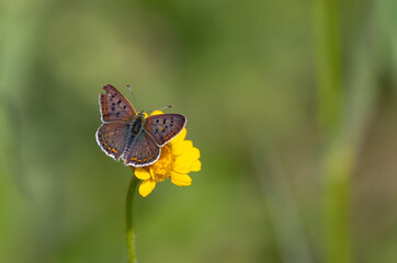 tiny white butterfly on yellow flower, Lycaena tityrus