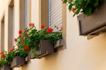 red geraniums blooming in window boxes on a building in europe