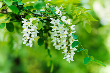 Blooming acacia flowers close-up