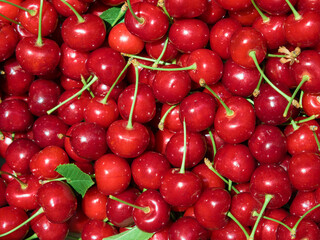 Sweet cherry (Prunus avium) fruits in a box