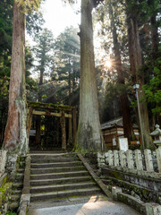 室生龍穴神社の御神木と鳥居