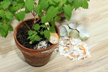 Crushed egg shells enrich the soil with calcium and other elements for plants. Isodon, lat. Isodon rubescens, chinese traditional herb. Eco friendly and cheap way how to manure plants and flowers.