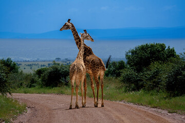 giraffe in the wild © Suyash