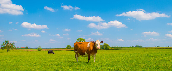 Cows in a green hilly meadow under a blue sky in sunlight in summer, Voeren, Limburg, Belgium, June, 2024 © Naj