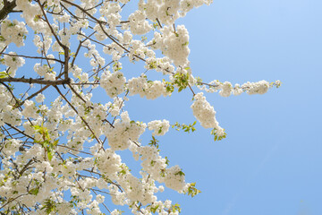 white cherry blossom