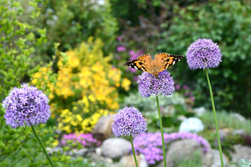 Schmetterling 1152 © K.-U. Häßler
