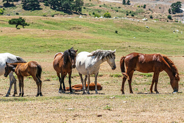 Obraz premium The scenic views of wild horses, mustangs at the Eynif Plateau, Antalya