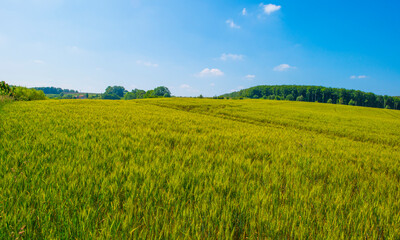 Fototapeta premium Fields and trees in a green hilly grassy landscape under a blue sky in sunlight in summer, Voeren, Limburg, Belgium, June, 2024