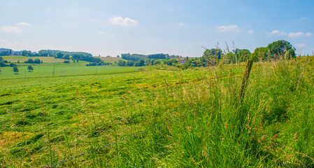 Fields and trees in a green hilly grassy landscape under a blue sky in sunlight in summer, Voeren, Limburg, Belgium, June, 2024