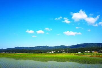 Naklejka premium 青空と田園風景
