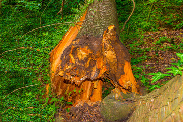 Fields and trees in a green hilly grassy landscape under a blue sky in sunlight in summer, Voeren, Limburg, Belgium, June, 2024