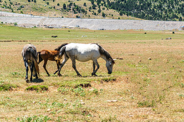 Obraz premium The scenic views of wild horses, mustangs at the Eynif Plateau, Antalya